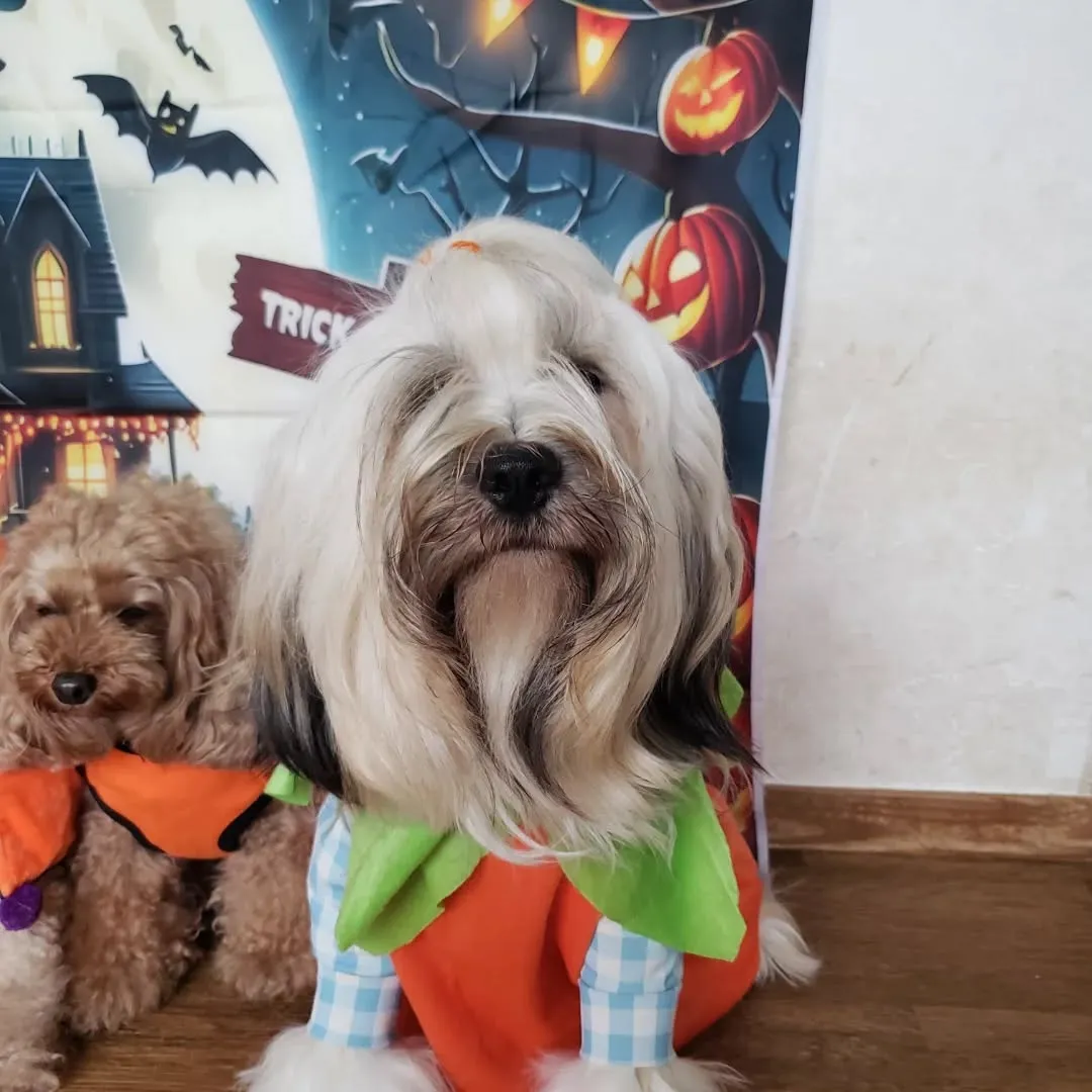 毎年お決まりの🎃ハロウィーン仮装💓