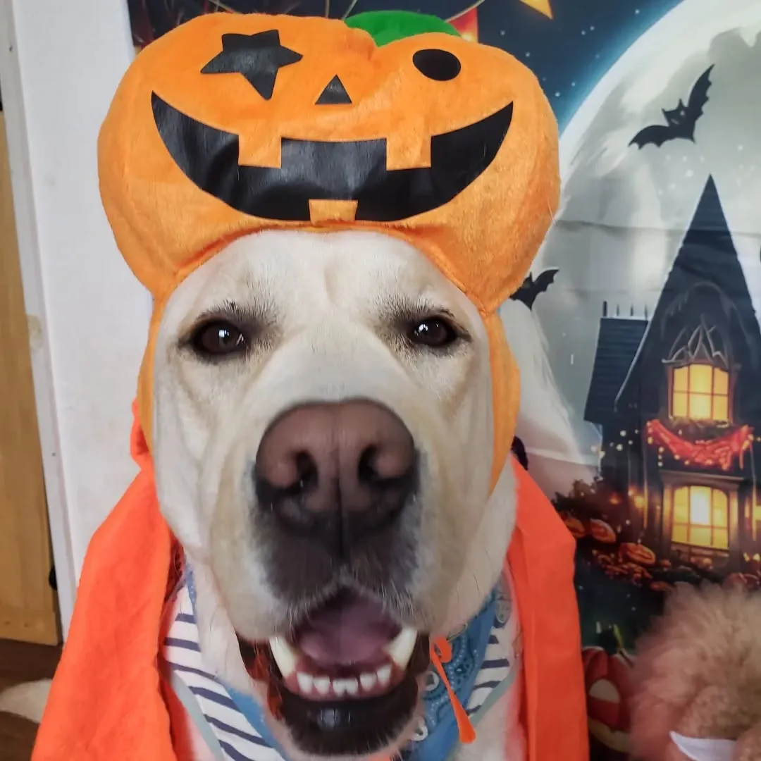 毎年お決まりの🎃ハロウィーン仮装💓