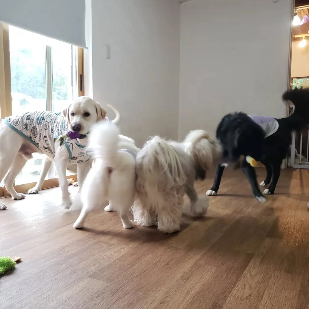 朝は雨がパラパラ降っていたのでお部屋でおもちゃ遊び🎵