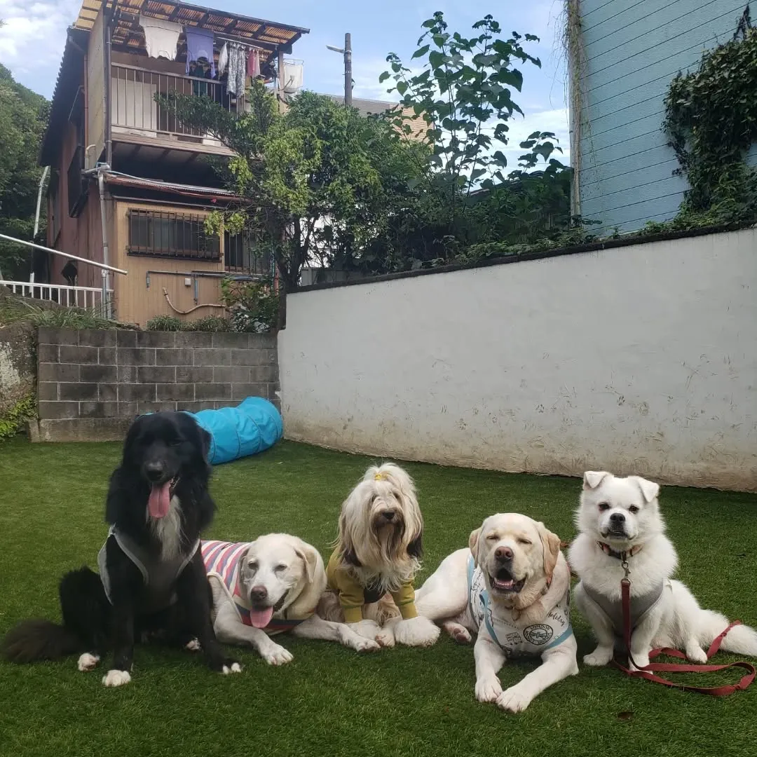 午後からは雨も止んでランで遊ぶわんこさん♥️
