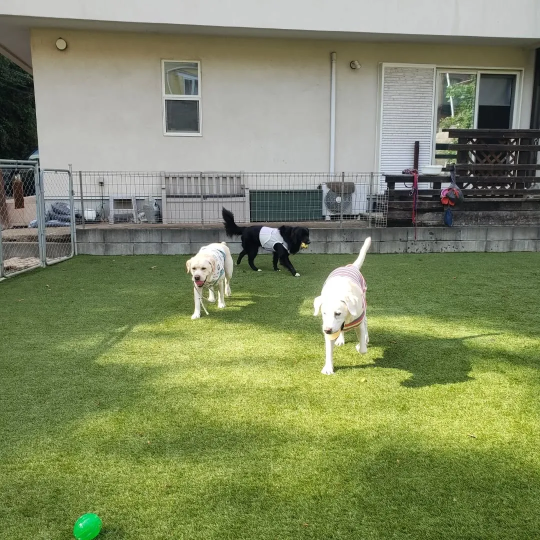 午後からは雨も止んでランで遊ぶわんこさん♥️