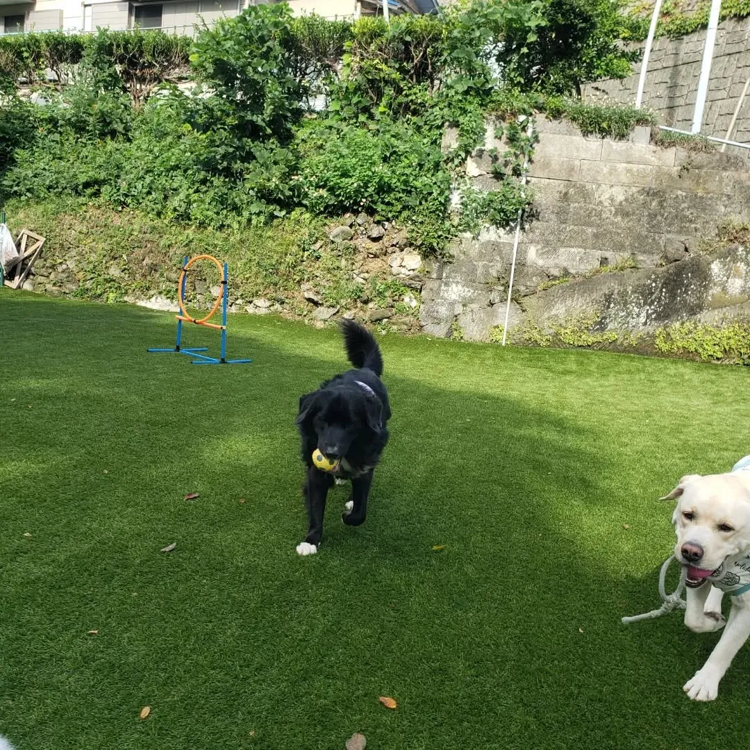 午後からは雨も止んでランで遊ぶわんこさん♥️