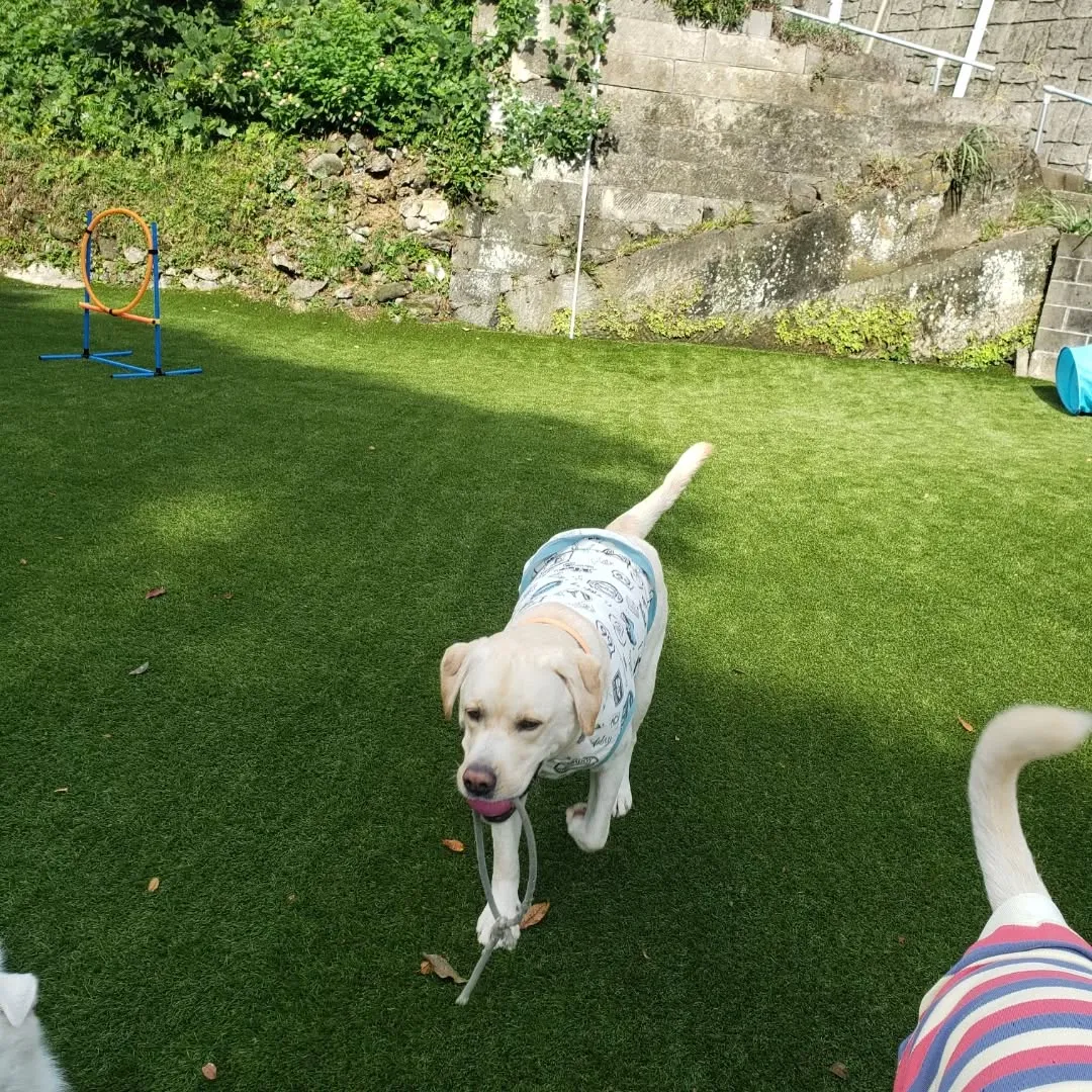 午後からは雨も止んでランで遊ぶわんこさん♥️