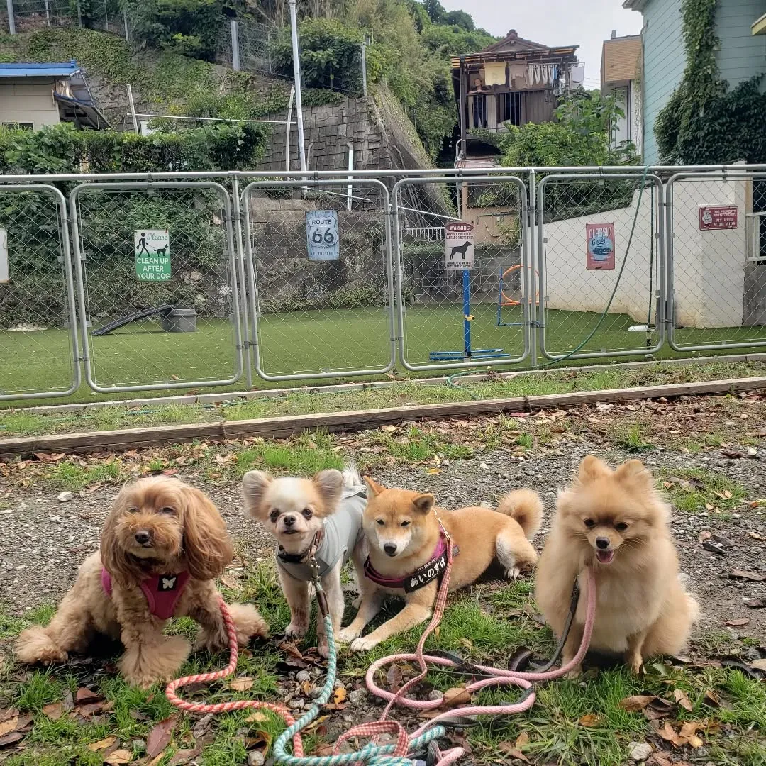 たくさんのわんこさんが来てくれました😊
