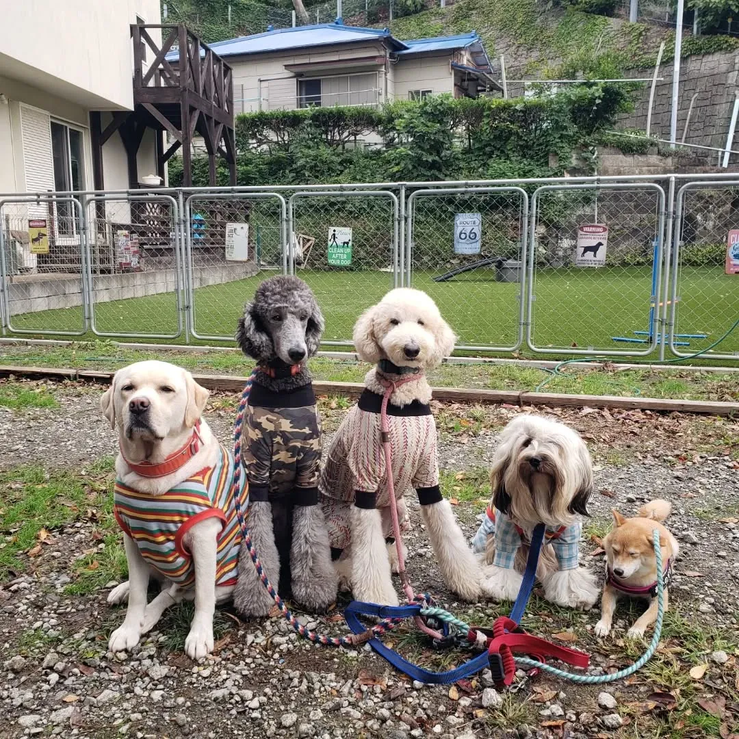 たくさんのわんこさんが来てくれました😊