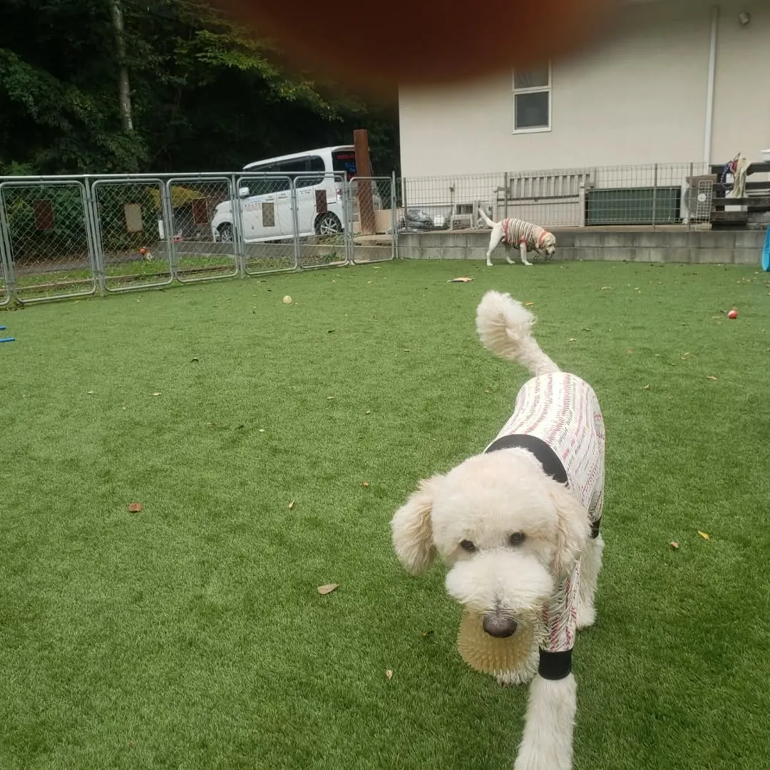 たくさんのわんこさんが来てくれました😊