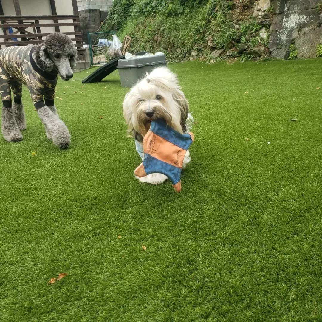 たくさんのわんこさんが来てくれました😊