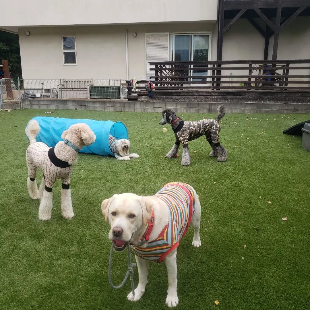 たくさんのわんこさんが来てくれました😊