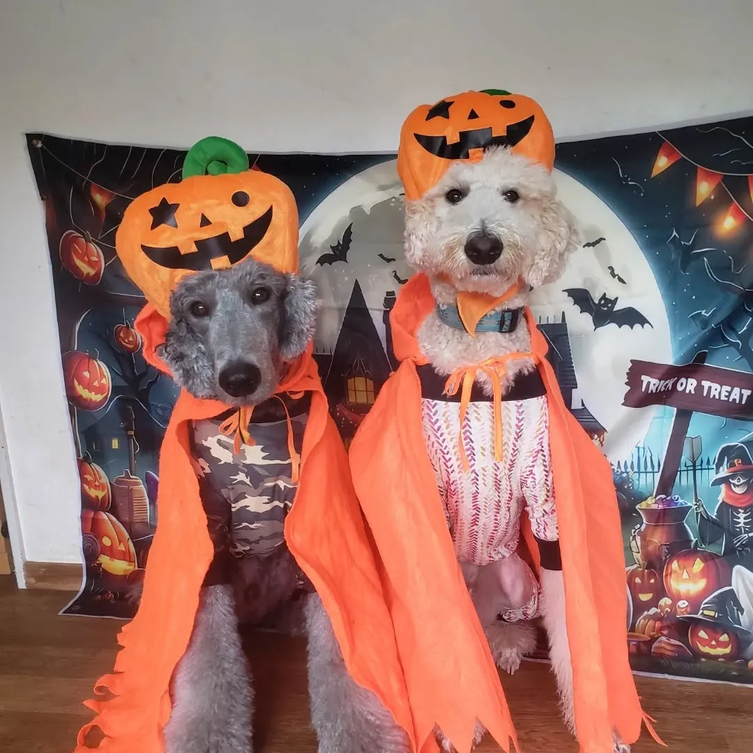 可愛いハロウィーン🎃