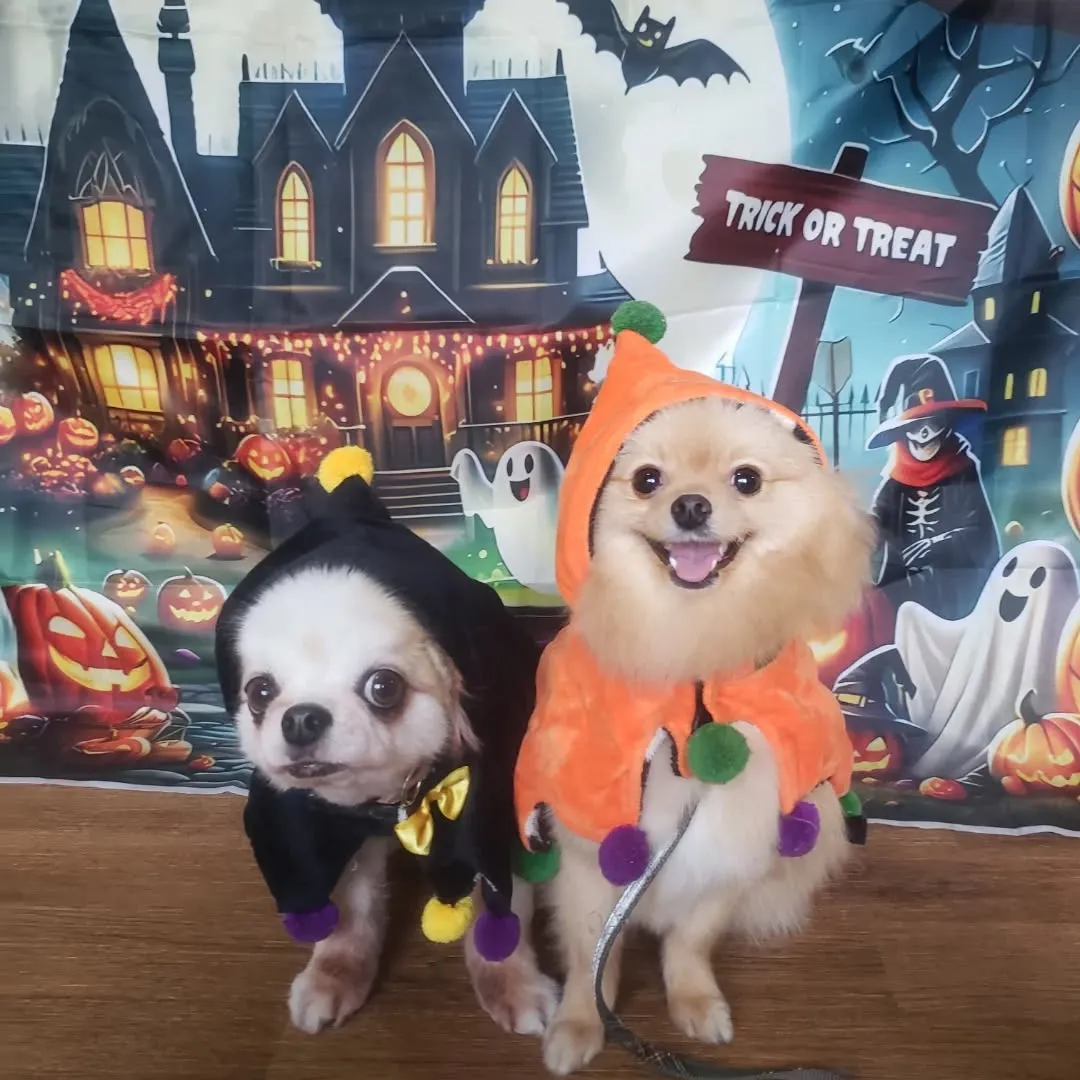 可愛いハロウィーン🎃
