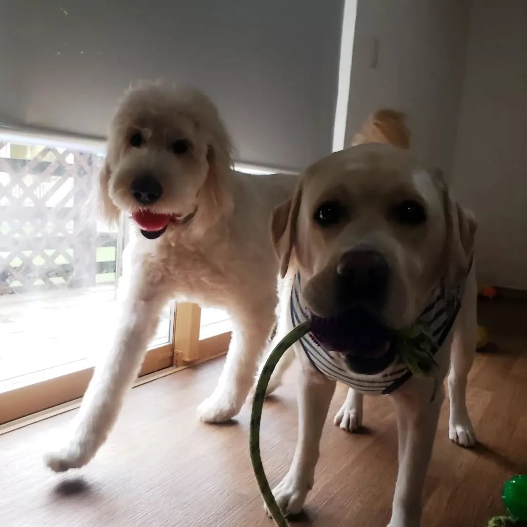 朝は雨が降っていたのでお部屋遊び🎵