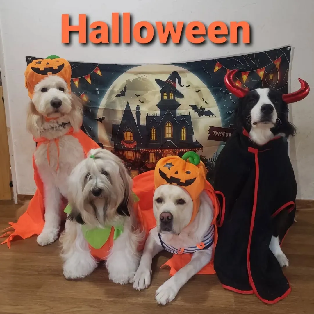 お決まりのハロウィーン仮装🎃