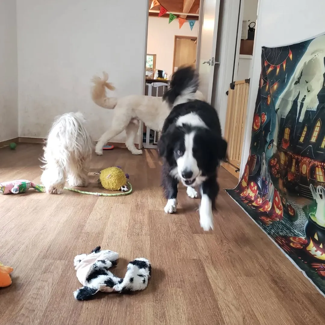 お決まりのハロウィーン仮装🎃