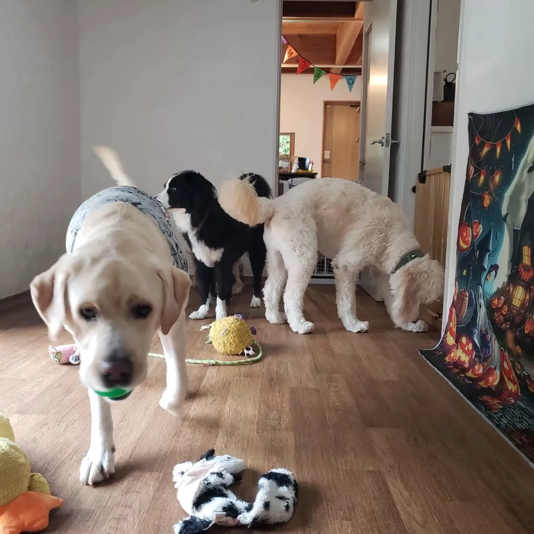 お決まりのハロウィーン仮装🎃