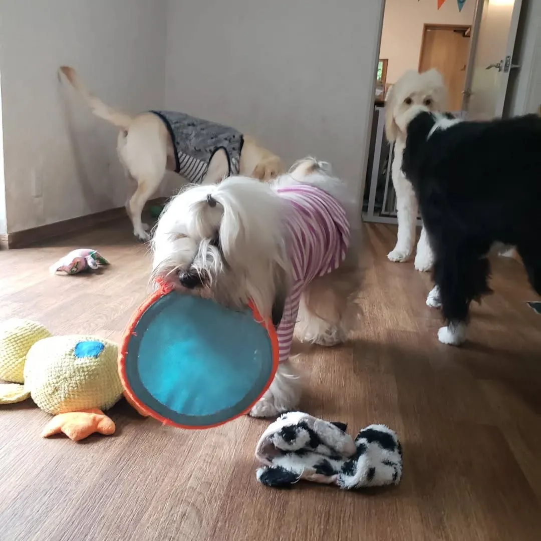 お決まりのハロウィーン仮装🎃