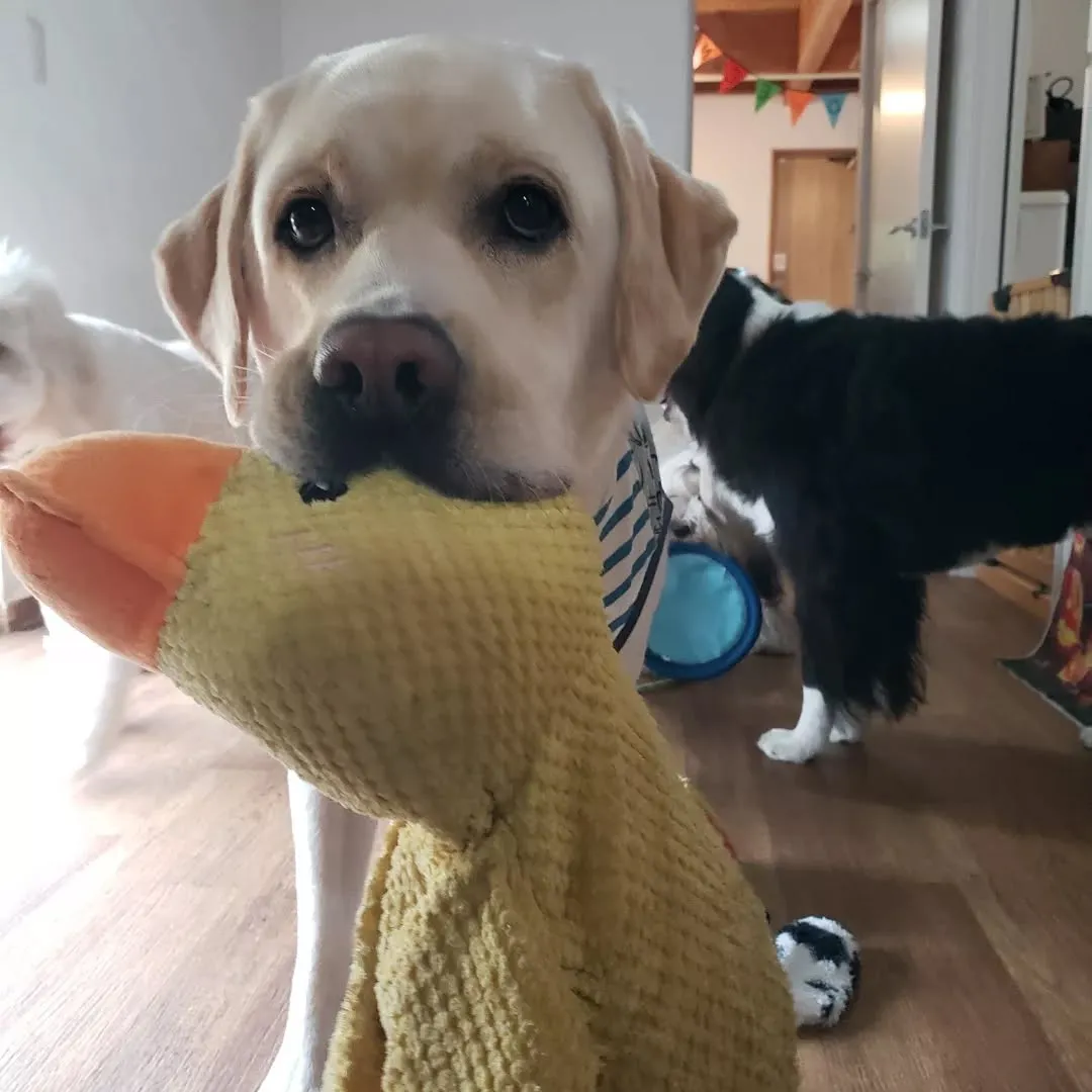 お決まりのハロウィーン仮装🎃