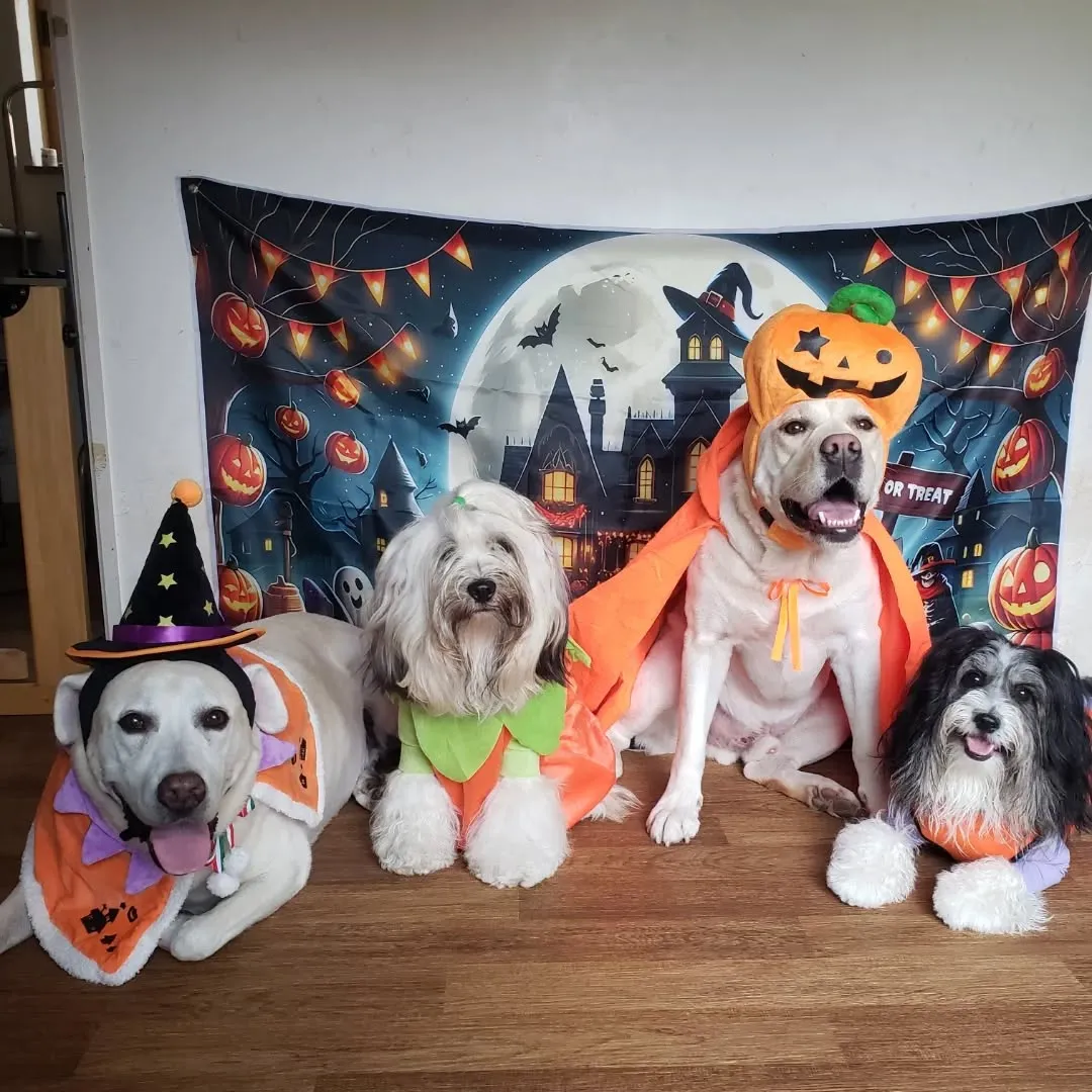 🎃ハロウィーンわんこ会🐶