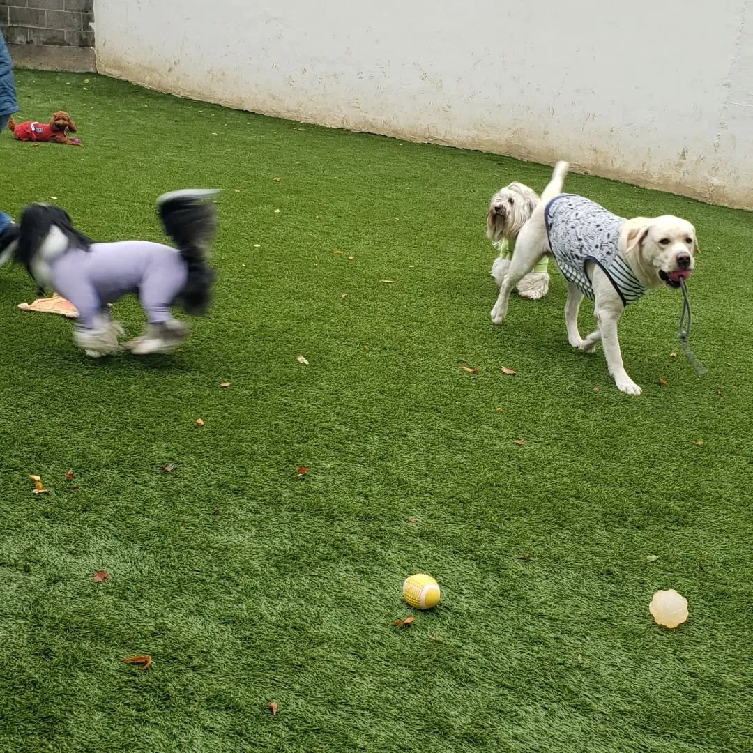 🎃ハロウィーンわんこ会🐶