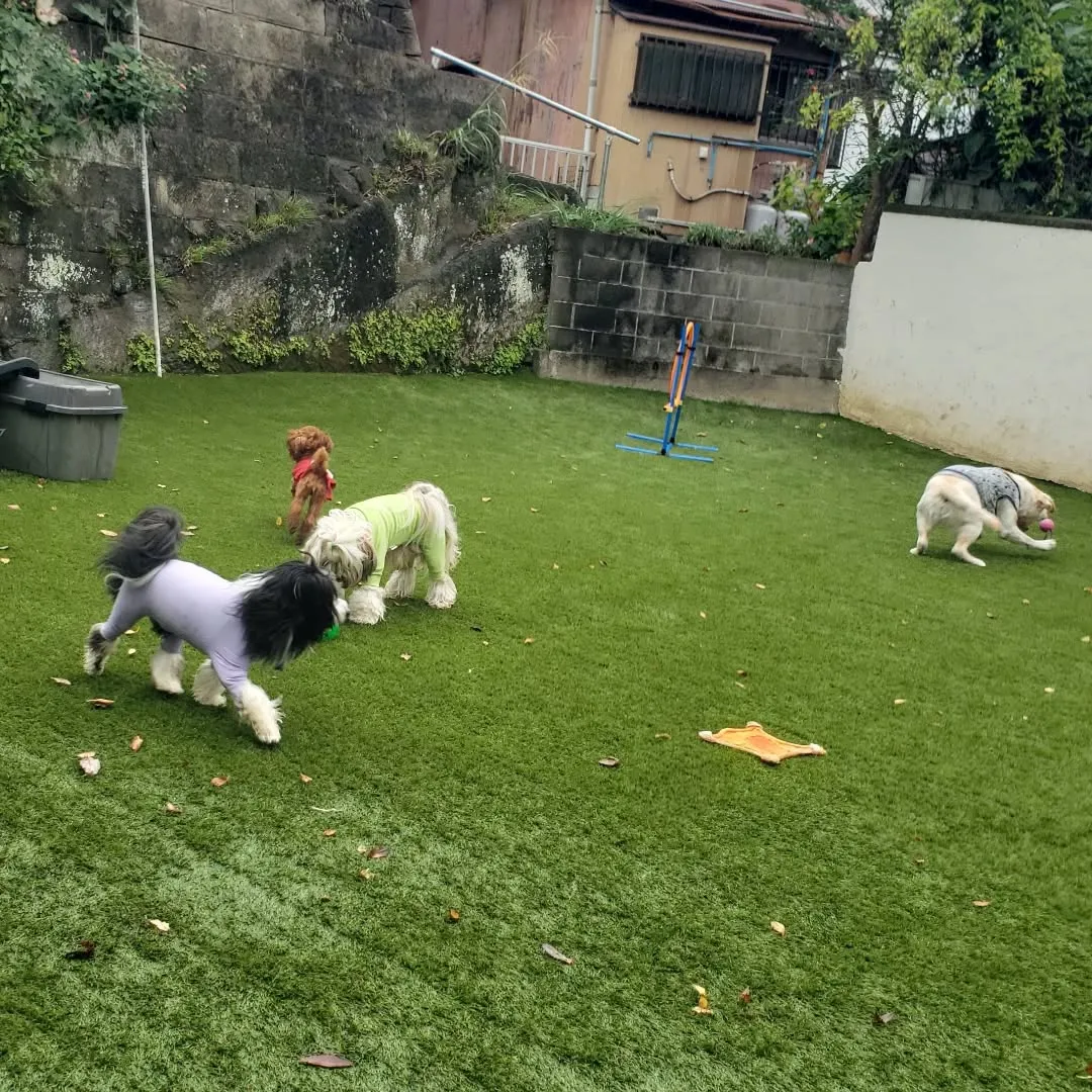 🎃ハロウィーンわんこ会🐶