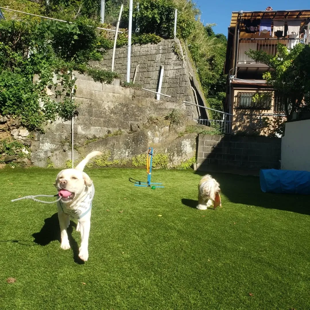 良いお天気になったのでたっぷりお散歩へ行ってきました😊