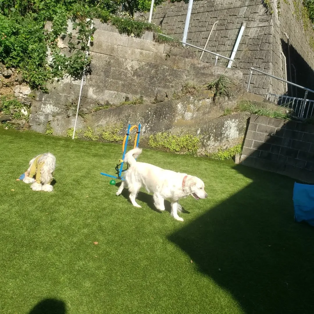 良いお天気になったのでたっぷりお散歩へ行ってきました😊