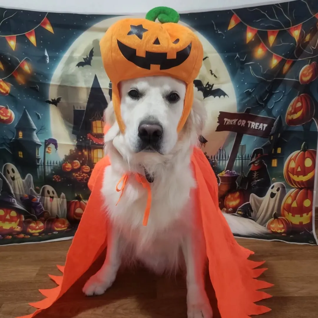 みんなでハロウィーン仮装🎃♥️