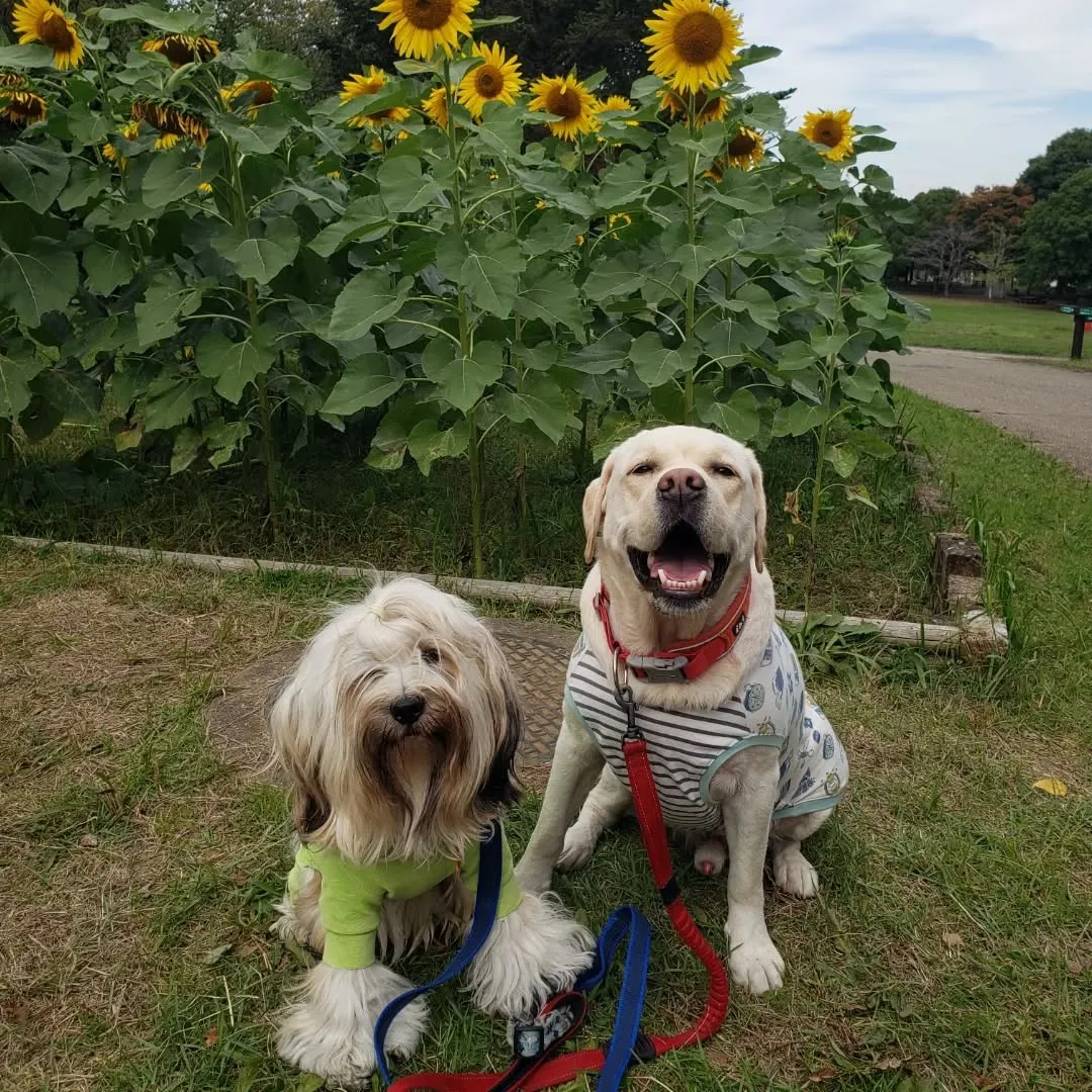 久しぶりにアジリテイのレッスンに行ってきました🎵