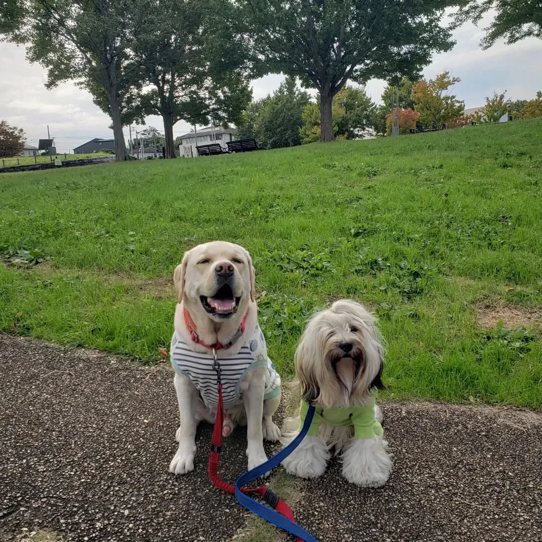 久しぶりにアジリテイのレッスンに行ってきました🎵