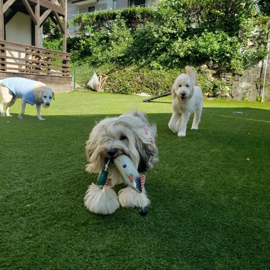 お散歩へ行ってランで遊ぶわんこさん♥️