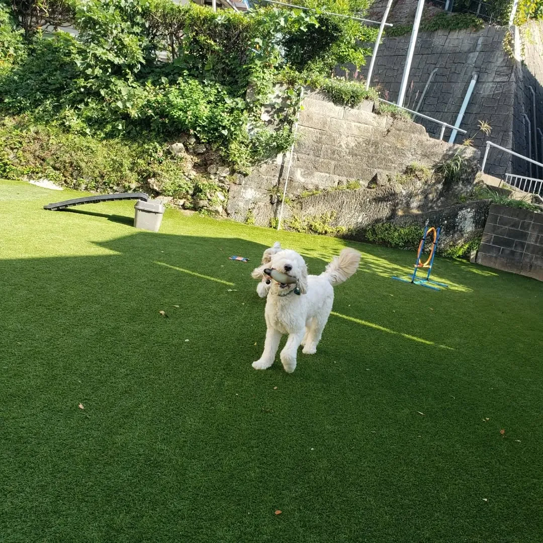 お散歩へ行ってランで遊ぶわんこさん♥️