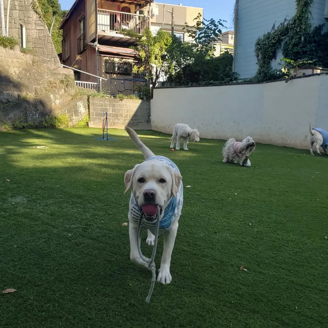 お散歩へ行ってランで遊ぶわんこさん♥️