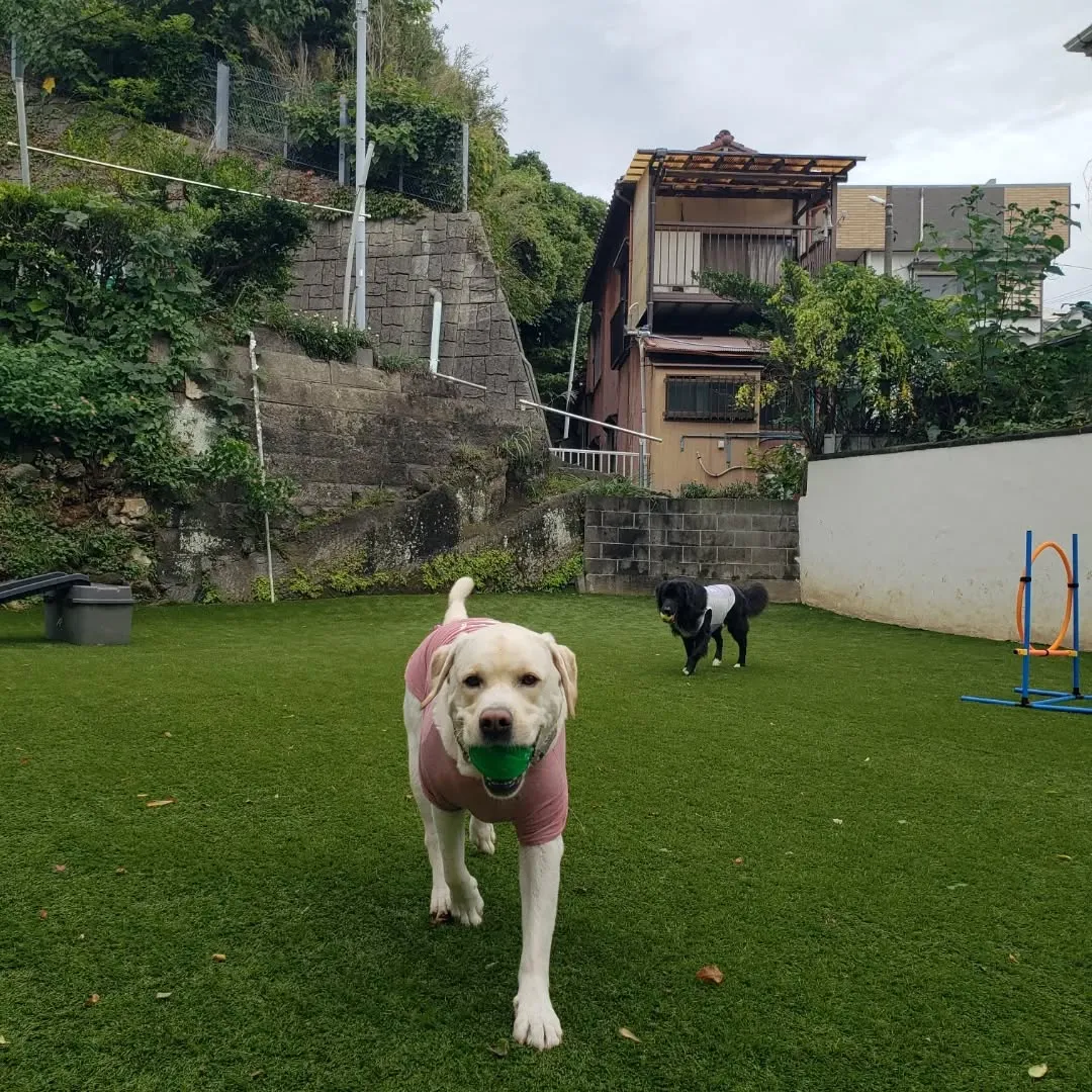 昨日の雨も止んでよいお天気になりました😊
