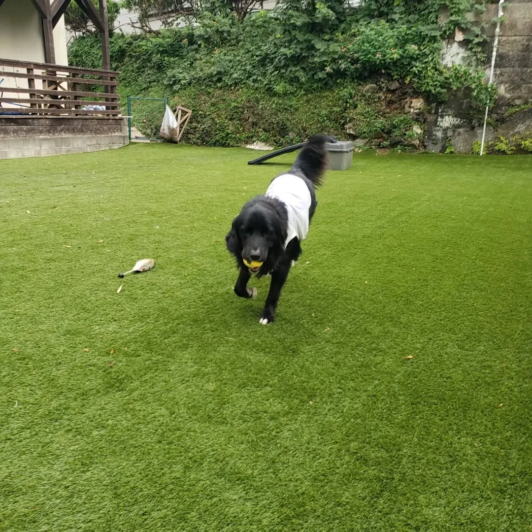 ランで楽しく遊ぶわんこさん♥️