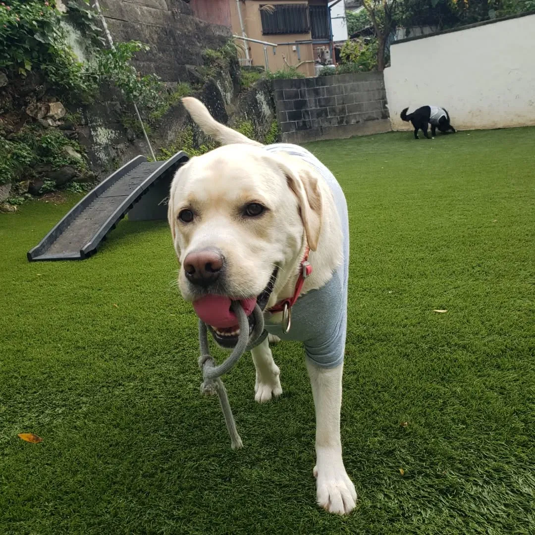 ランで楽しく遊ぶわんこさん♥️