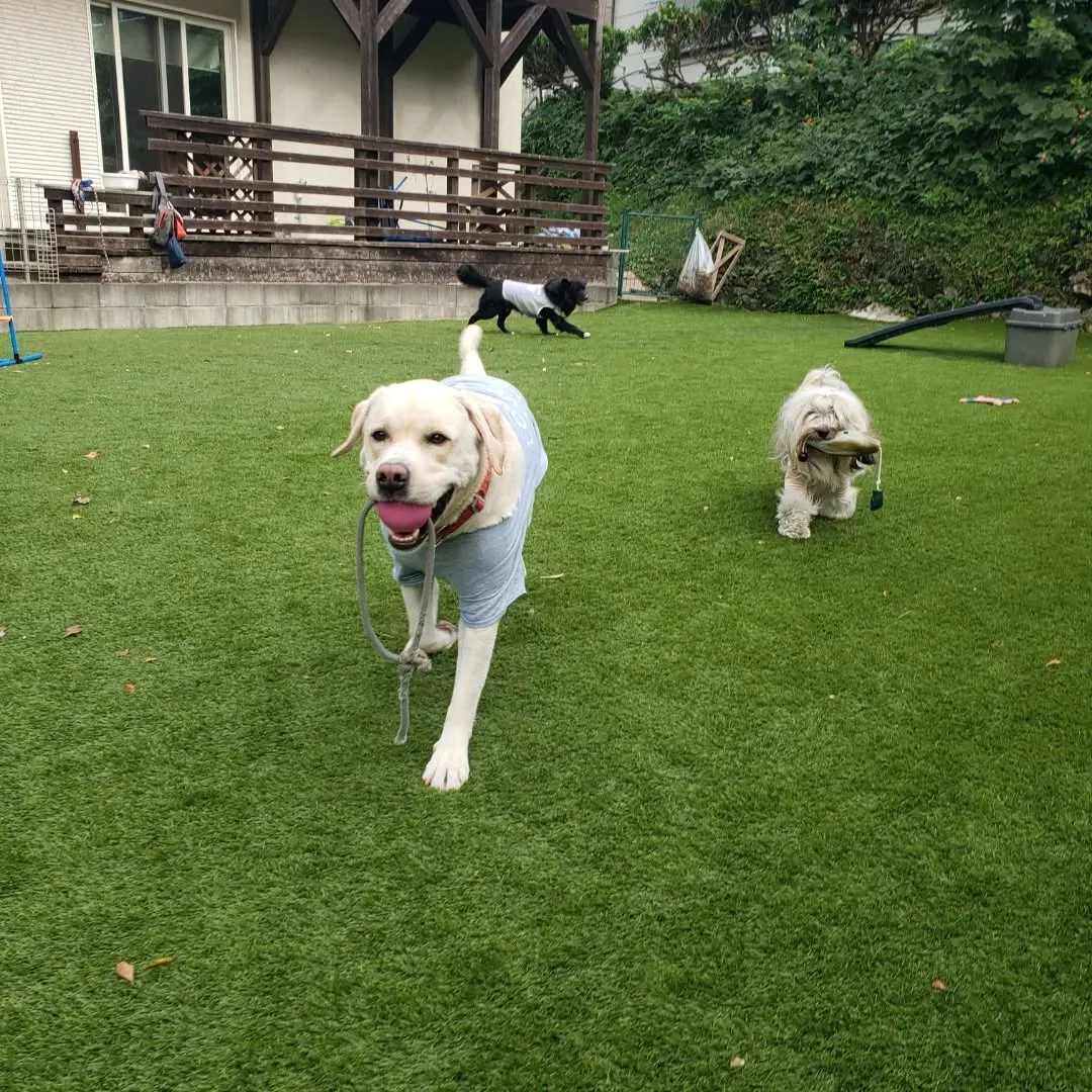 ランで楽しく遊ぶわんこさん♥️