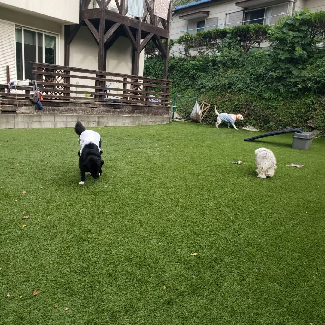 ランで楽しく遊ぶわんこさん♥️