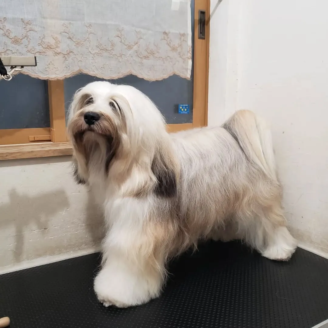 シャンプーday♥️