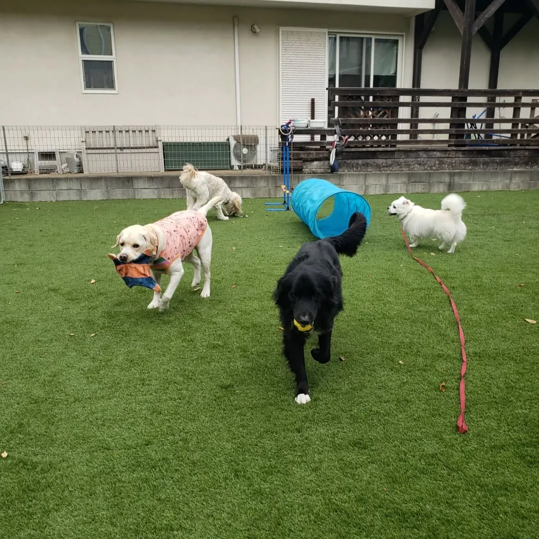 たくさんのわんこさんが来てくれたのでグループでわけて遊びます...