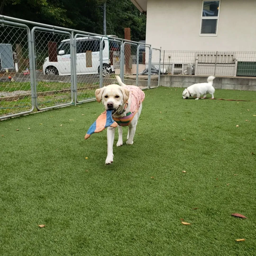 たくさんのわんこさんが来てくれたのでグループでわけて遊びます...