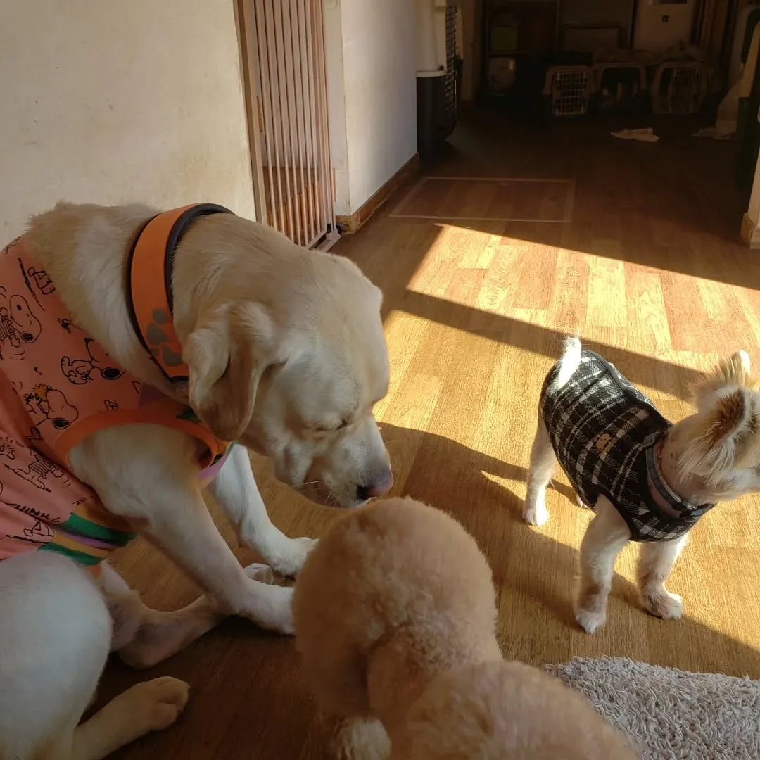 可愛いちびっこたち♥️