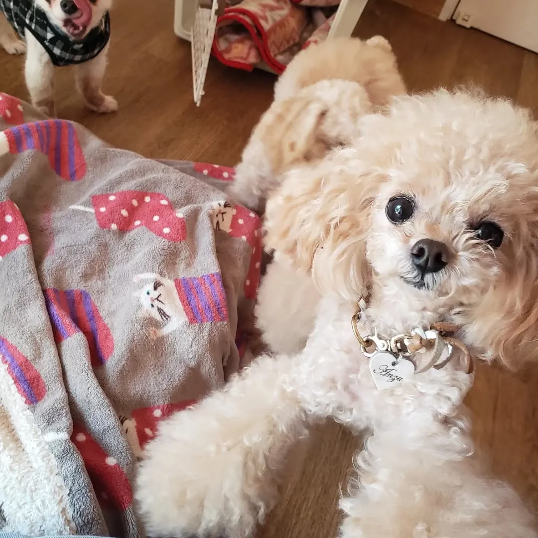 可愛いちびっこたち♥️