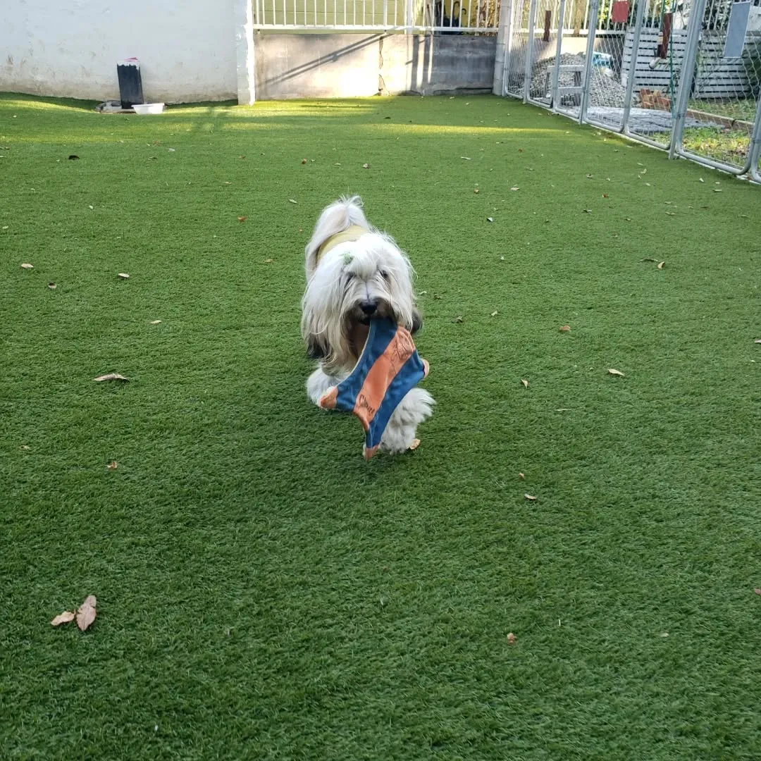 午後からは雪ちゃんも参加しました😊