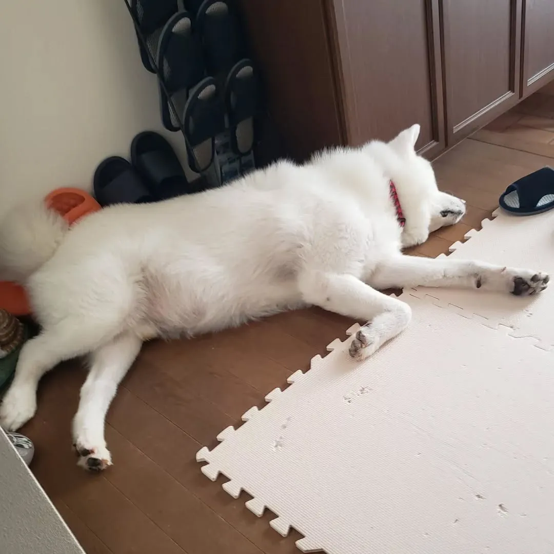 お世話に伺ったのはサモ君♥️