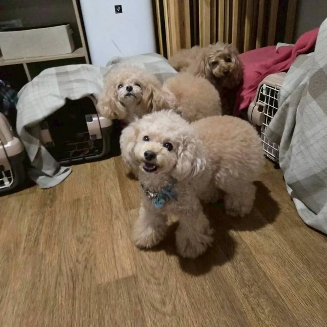 お部屋で楽しむわんこさん♥️