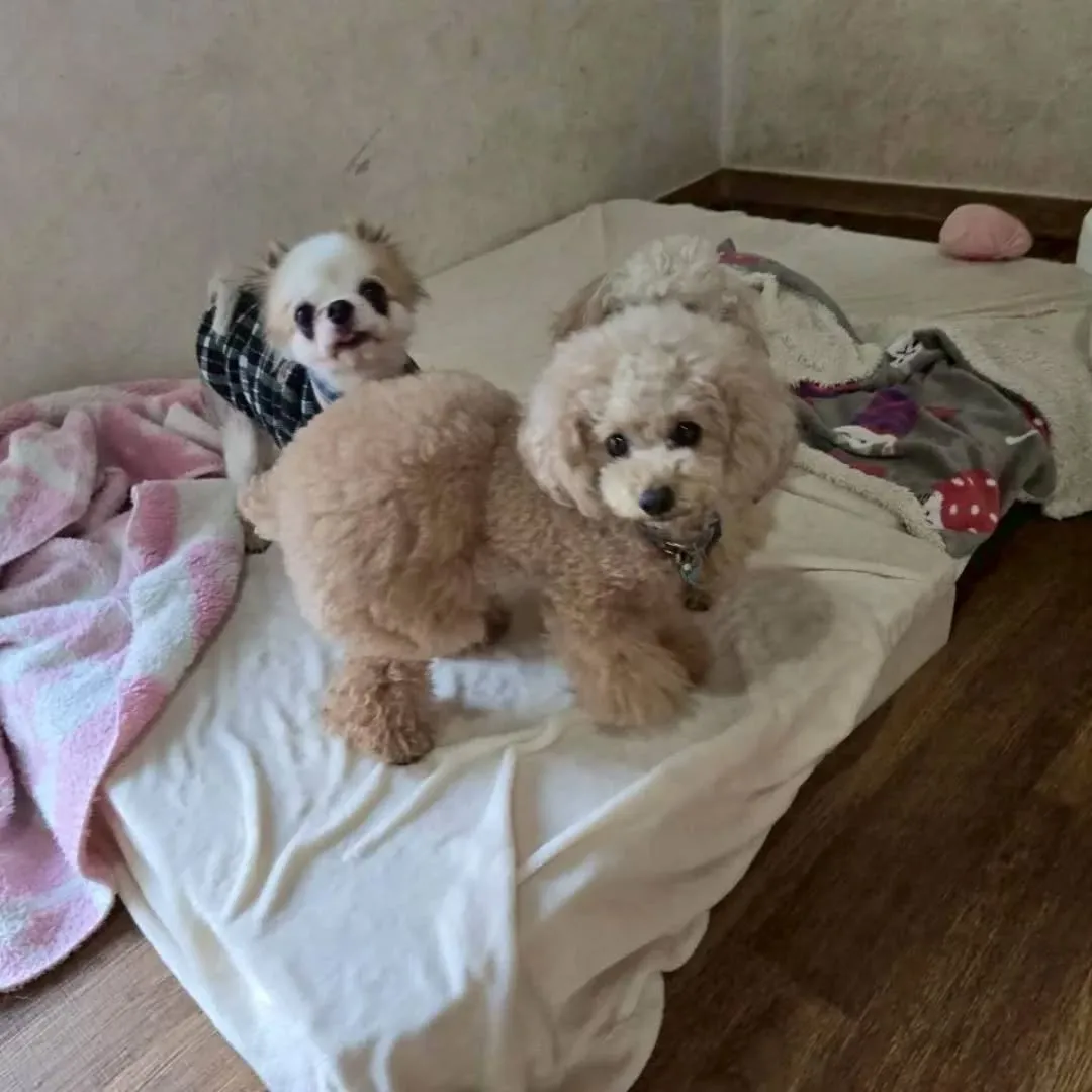 お部屋で楽しむわんこさん♥️