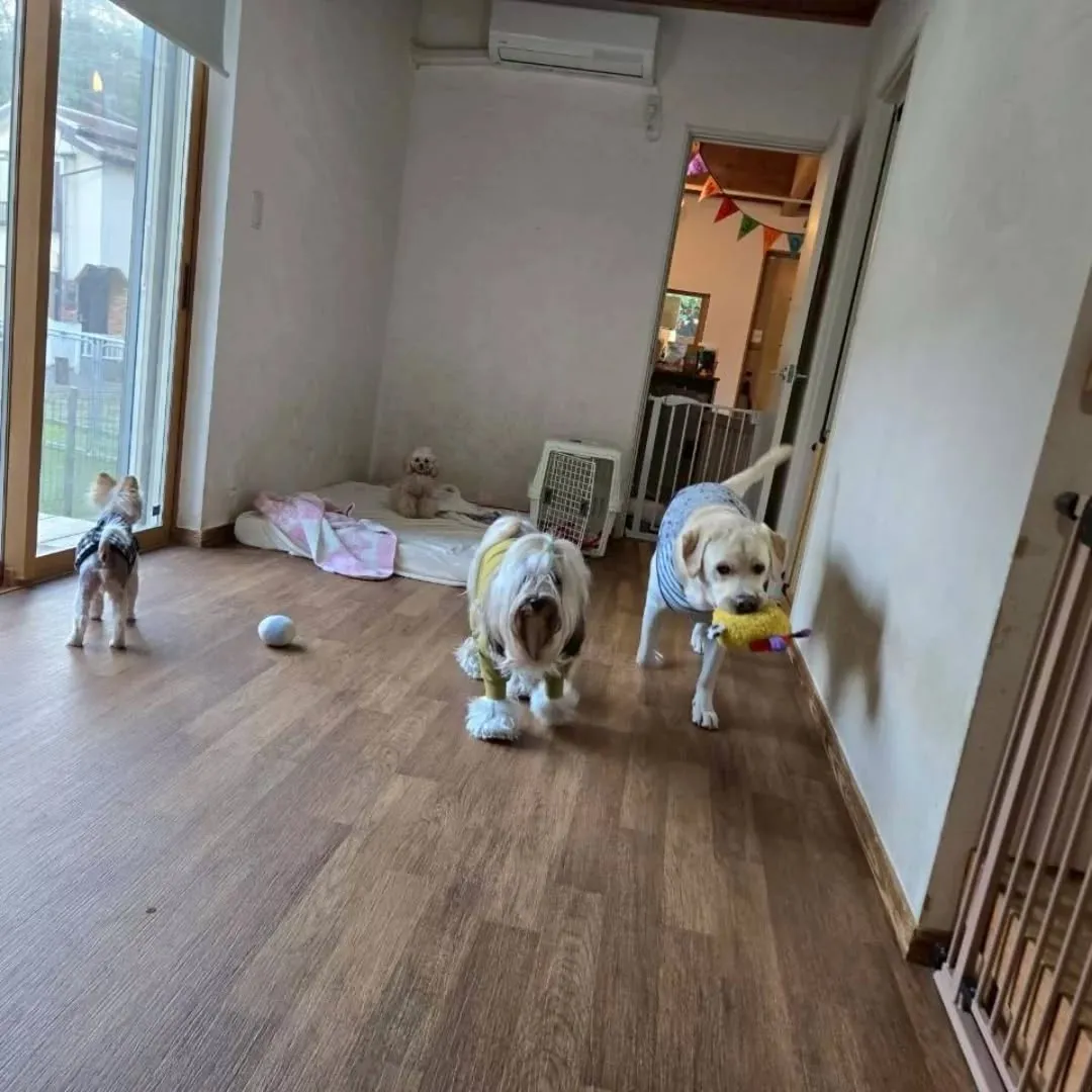 お部屋で楽しむわんこさん♥️