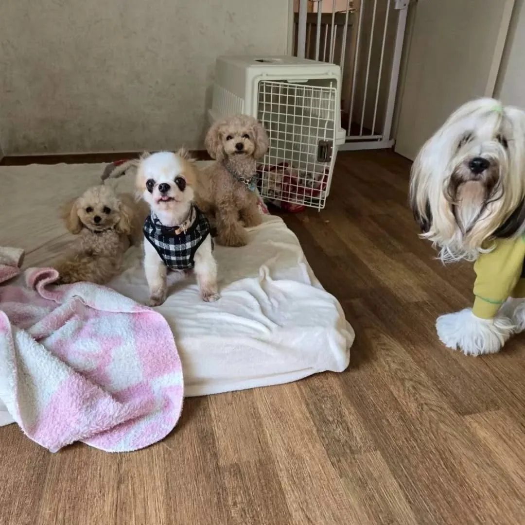 お部屋で楽しむわんこさん♥️