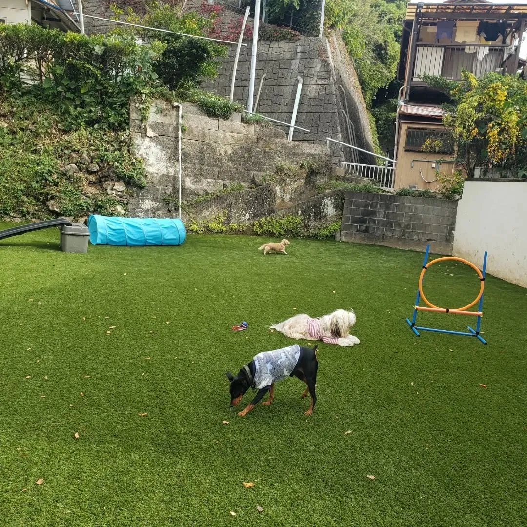 朝はみんなでお散歩へ🎵