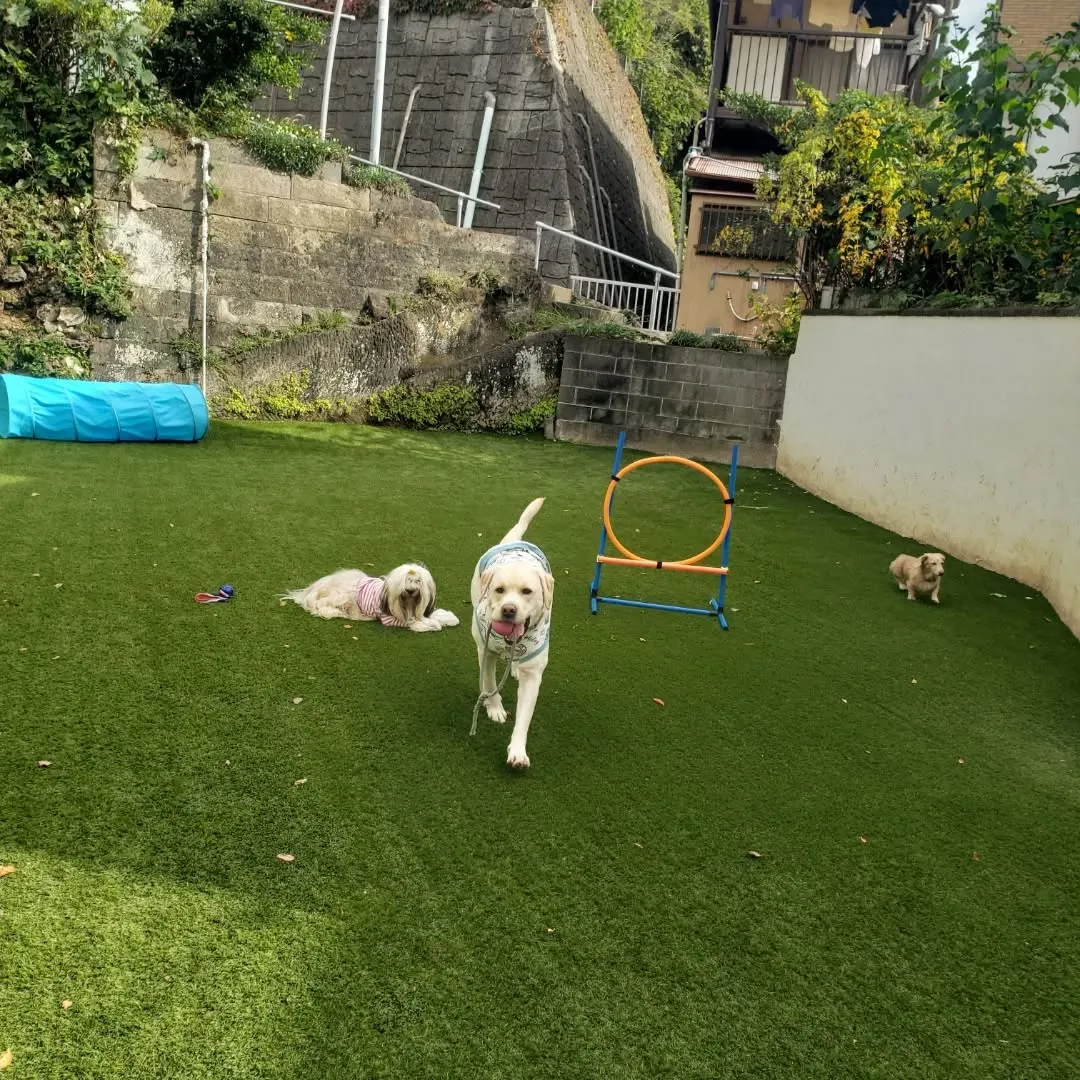 朝はみんなでお散歩へ🎵