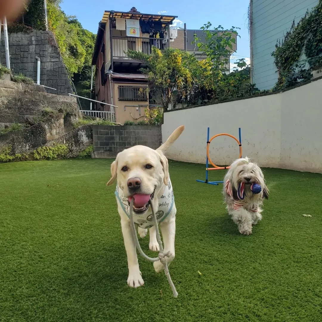 ホームステイのわんこさんも無事お家にもどりつかの間の2ぴきの...